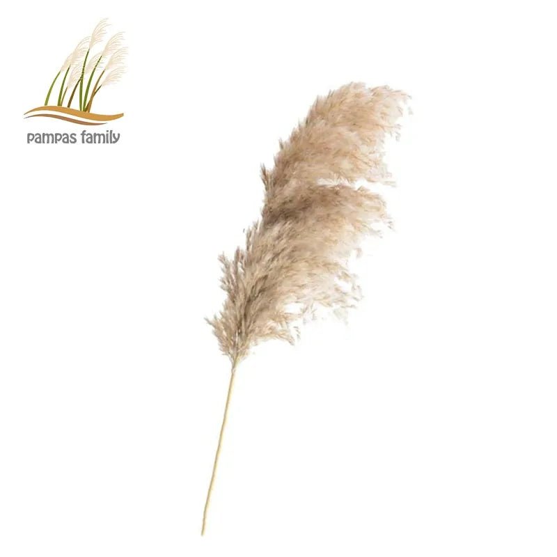 Dried Pampas Grass Home Decor Plant - Lirana Decor