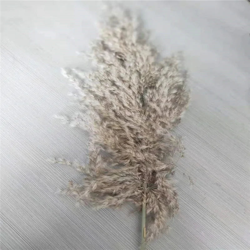 Dried Pampas Grass Home Decor Plant - Lirana Decor