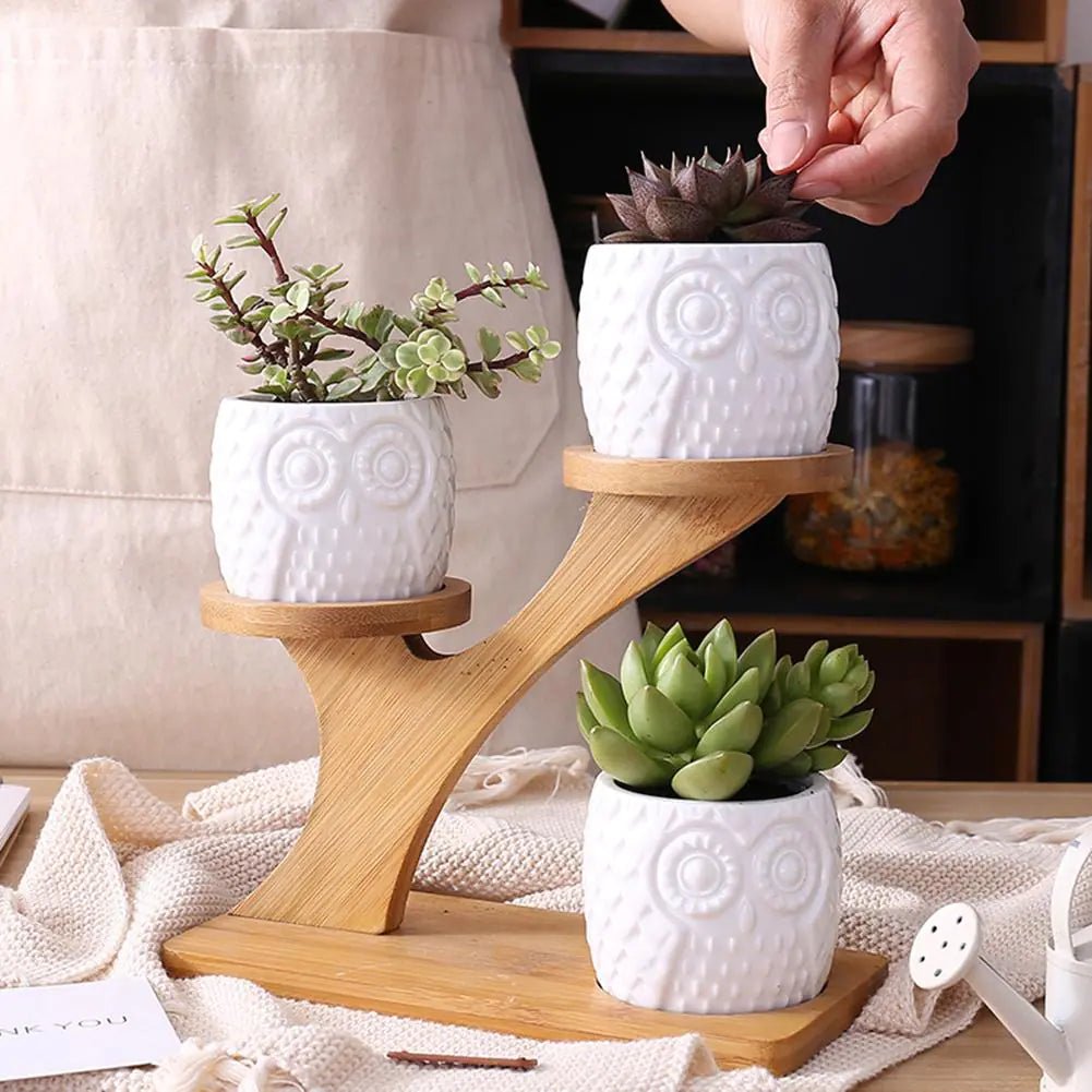 Succulent Pots - Lirana Decor