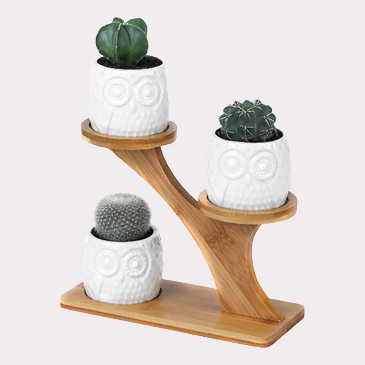 Succulent Pots - Lirana Decor
